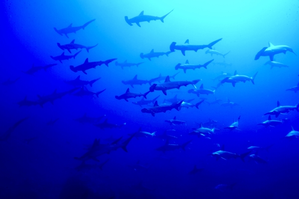 与那国島ハンマーヘッドシャーク