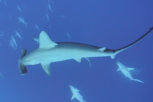 与那国島ドリフトダイビング