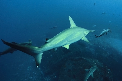 与那国島ドリフトダイビング