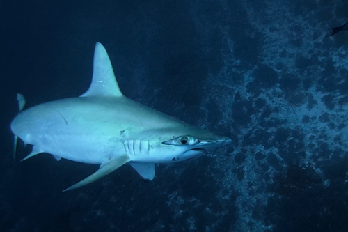 与那国島ドリフトダイビング