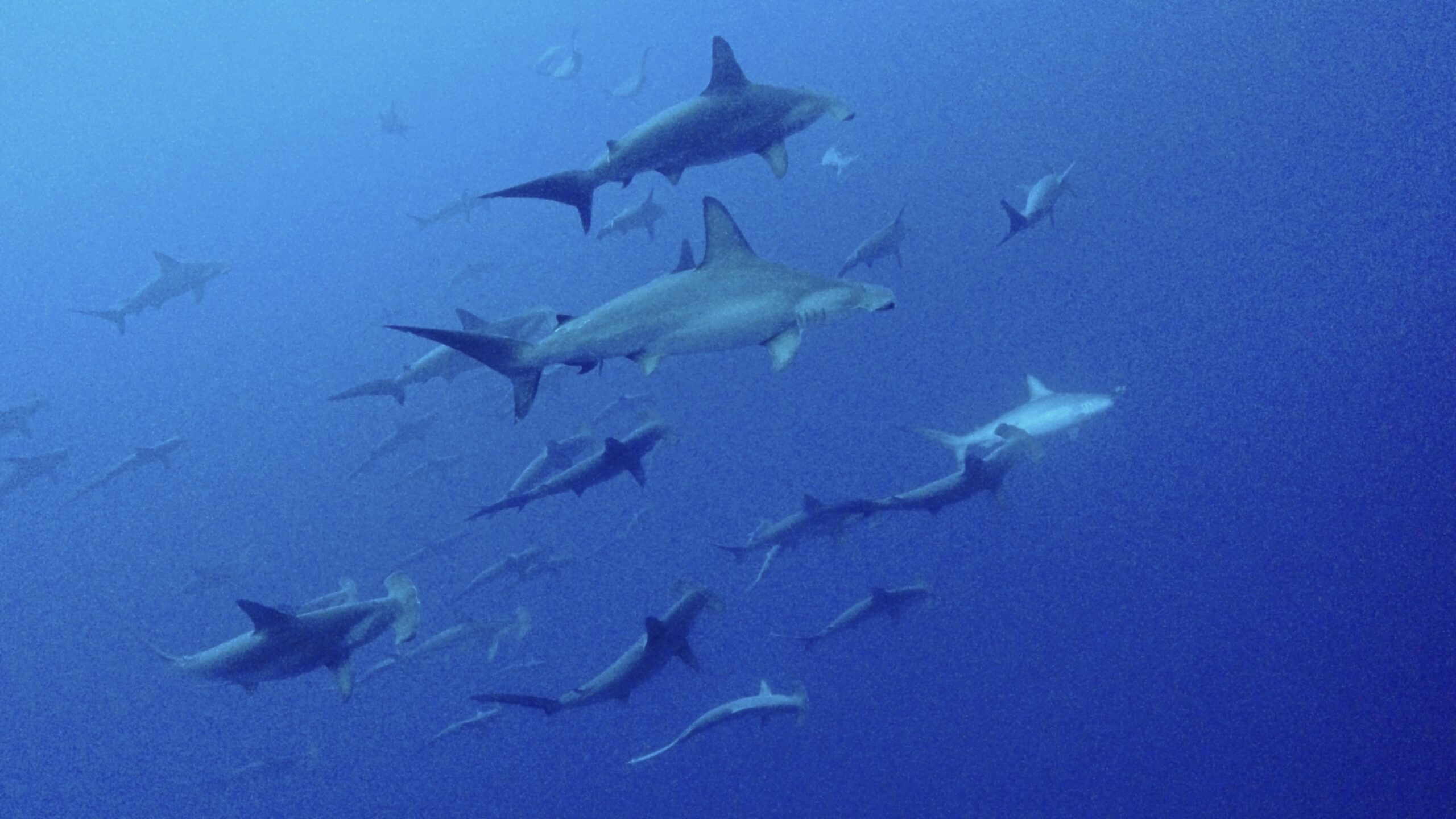 23 December 2025 Fun Diving 🇺🇸🇯🇵🇬🇧