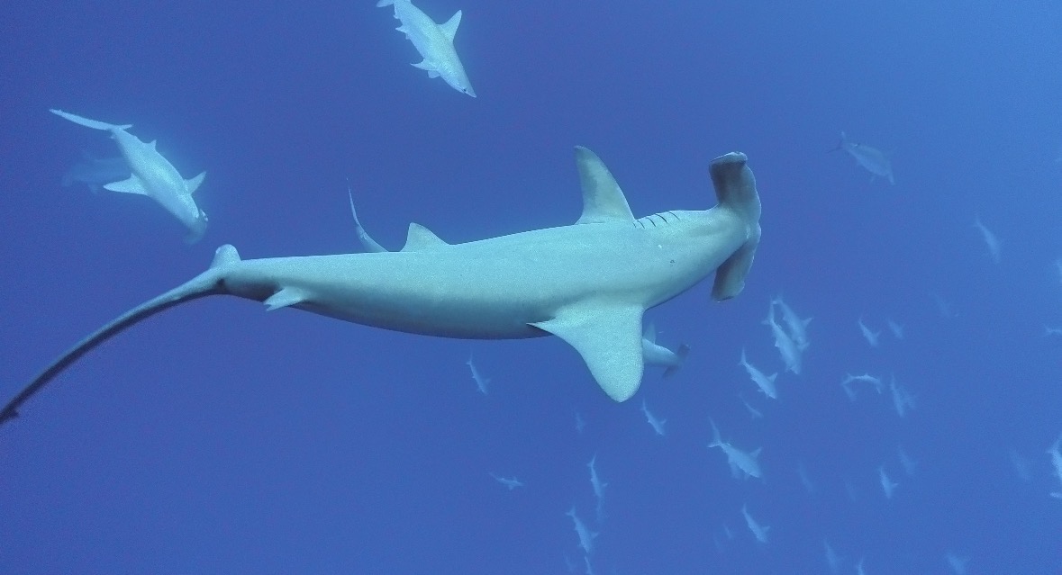 24 December 2025 Fun Diving