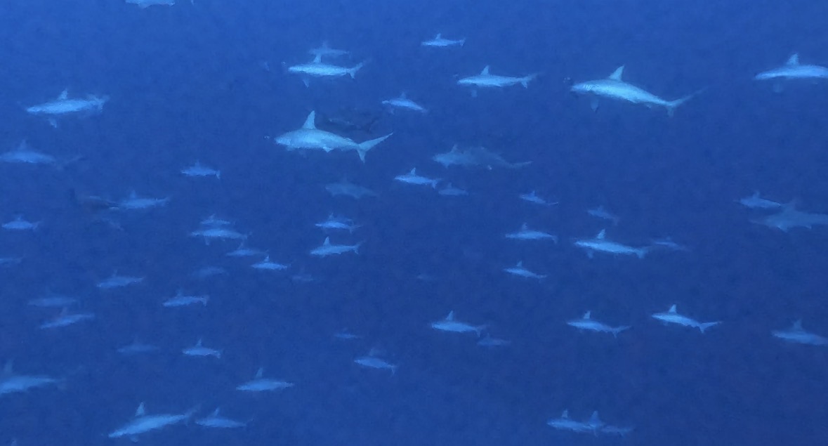 12 December 2025 Fun Diving