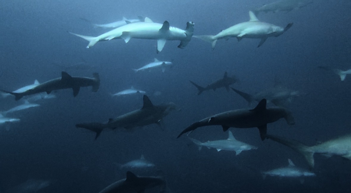 1 January 2026 Fun Diving