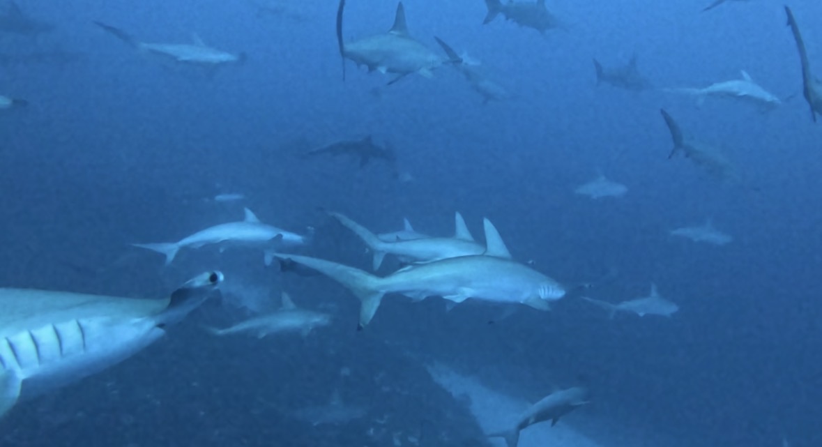 11 January 2026 Fun Diving🇯🇵