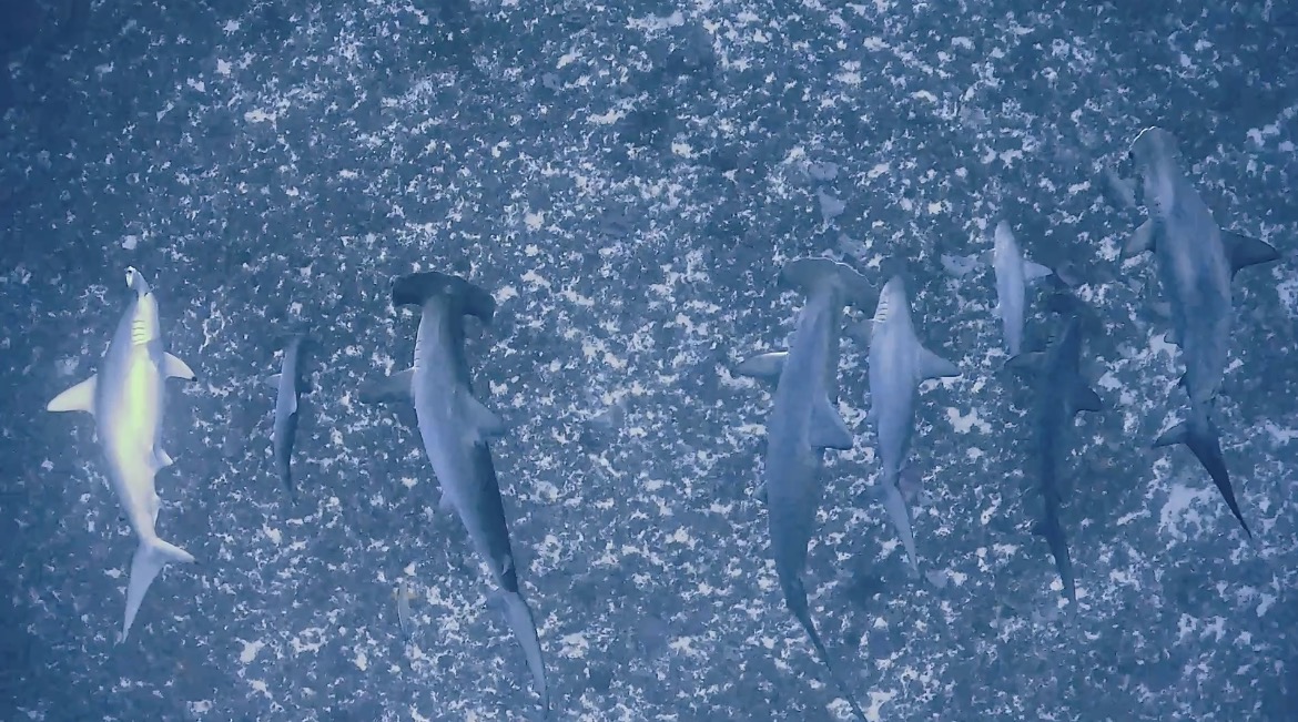 14 January 2025 Fun Diving