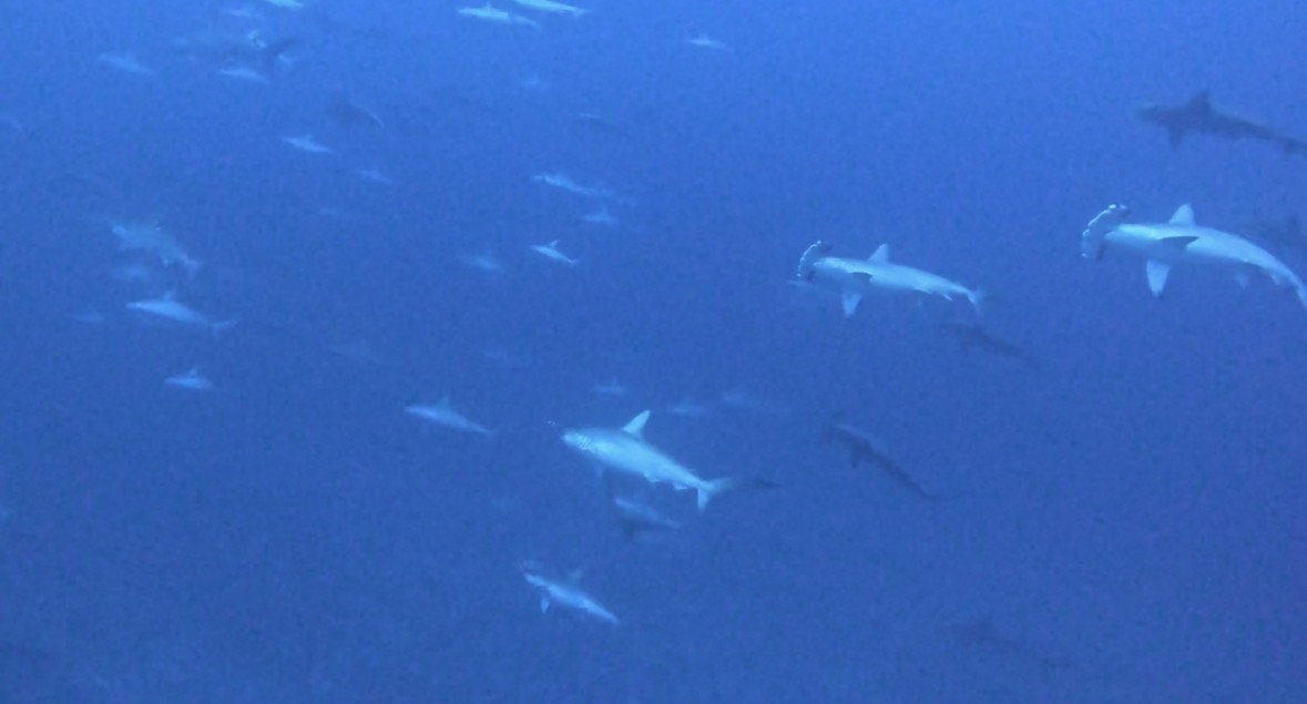 17 January 2026 Fun Diving