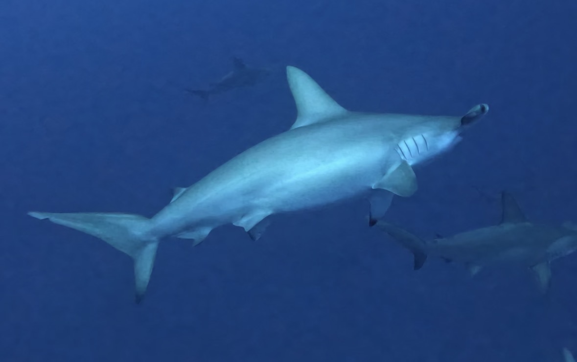 21 January 2026 Fun Diving