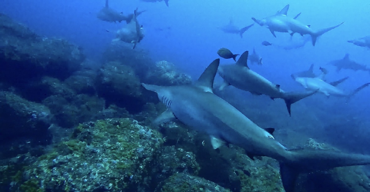 24 January 2026 Fun Diving