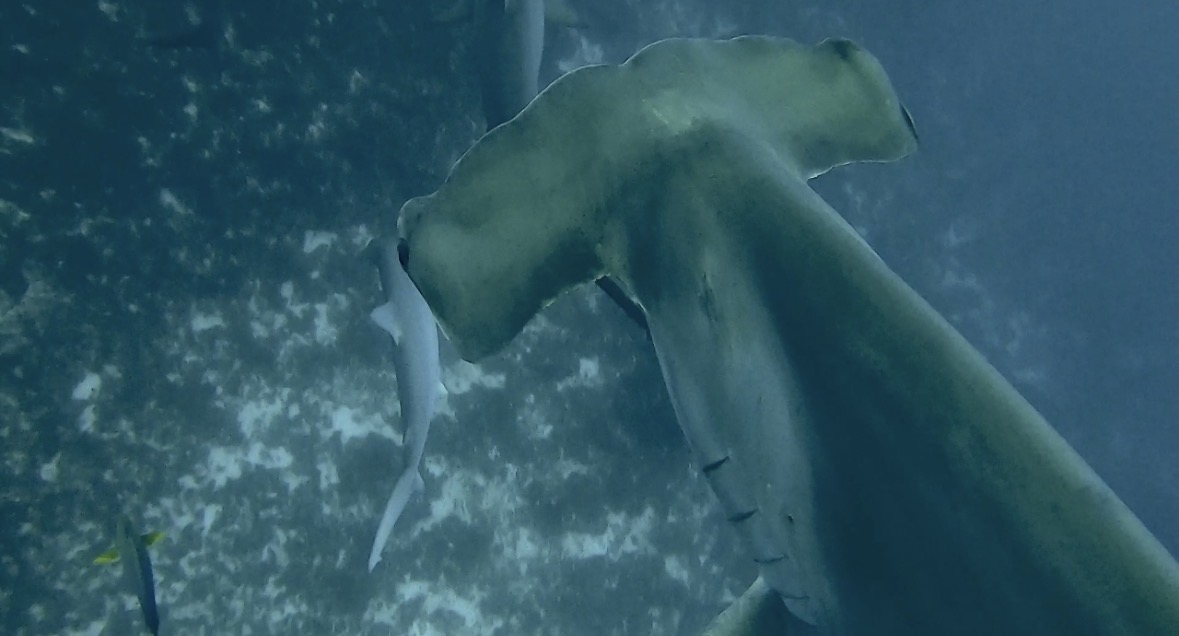 29 January 2026 Fun Diving