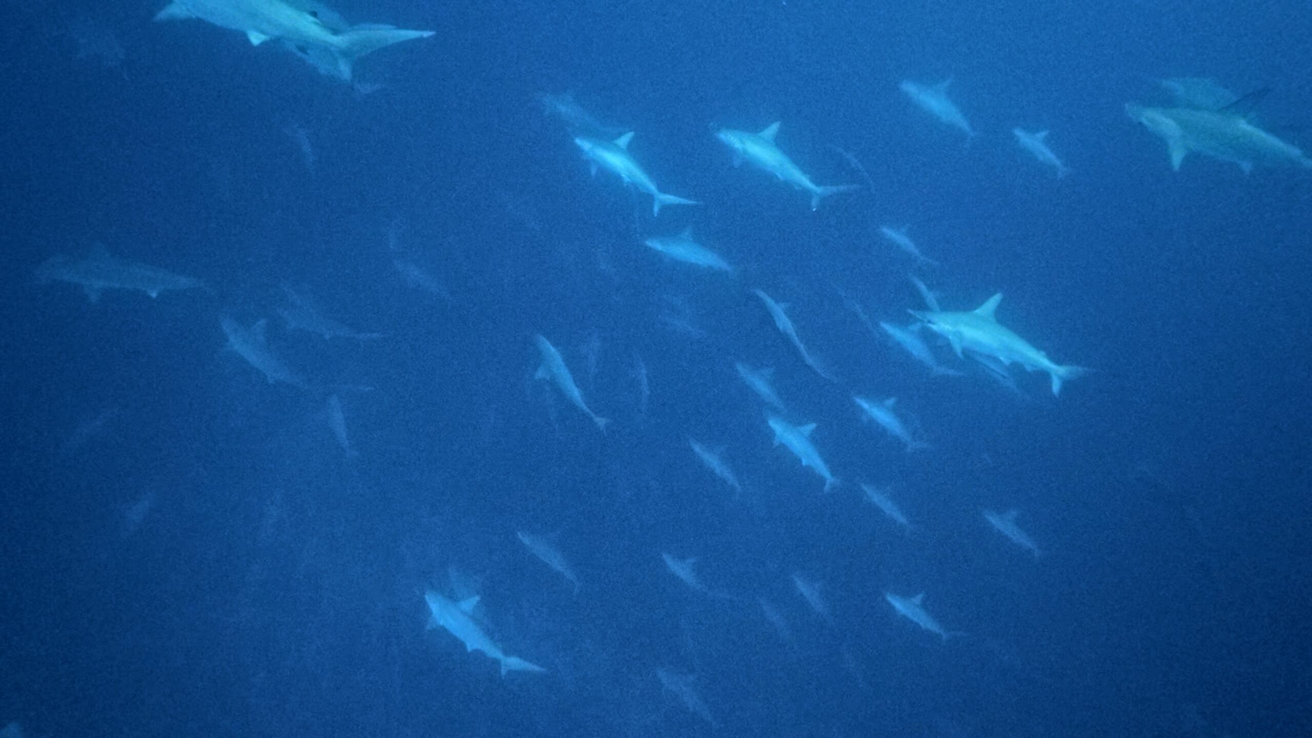 23 January 2026 Fun Diving