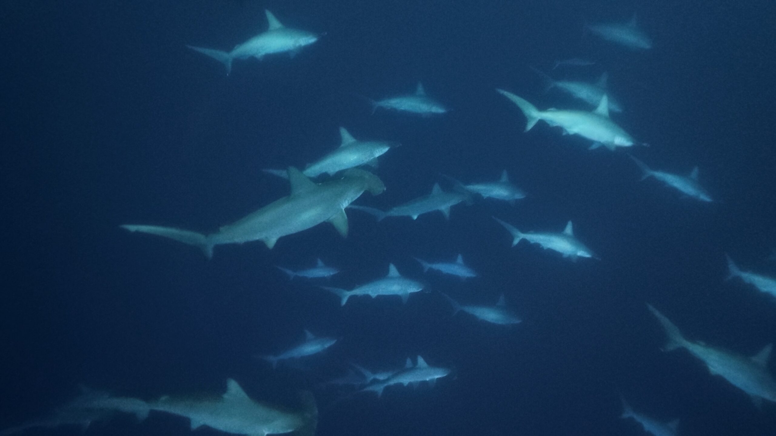 27 January 2026 Fun Diving