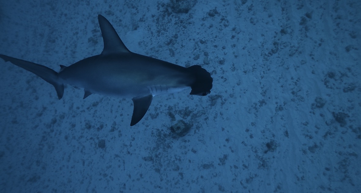 14 February 2026 Fun Diving