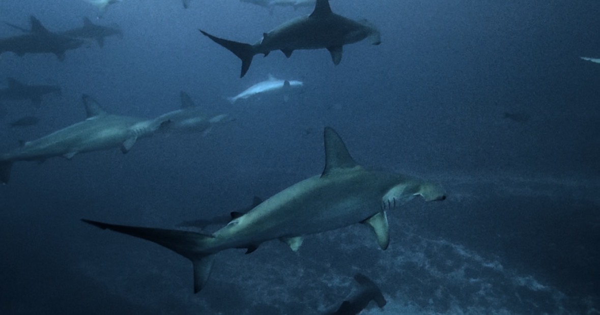 15  February 2026 Fun Diving