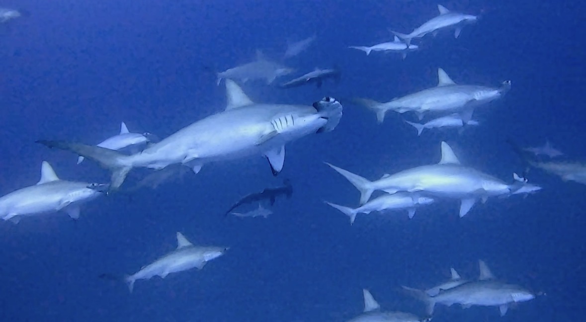 20 February 2026 Fun Diving