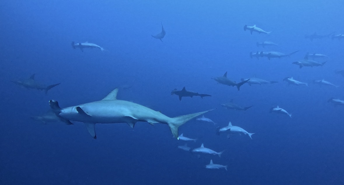 28 February 2026 Fun Diving