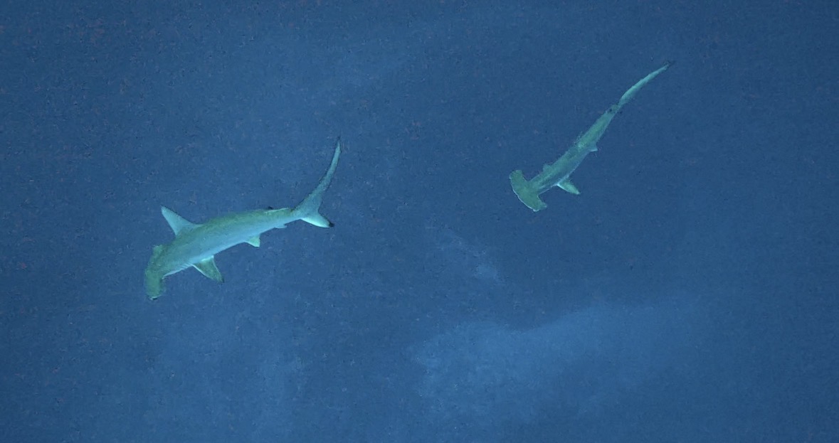 24 February 2026 Fun Diving