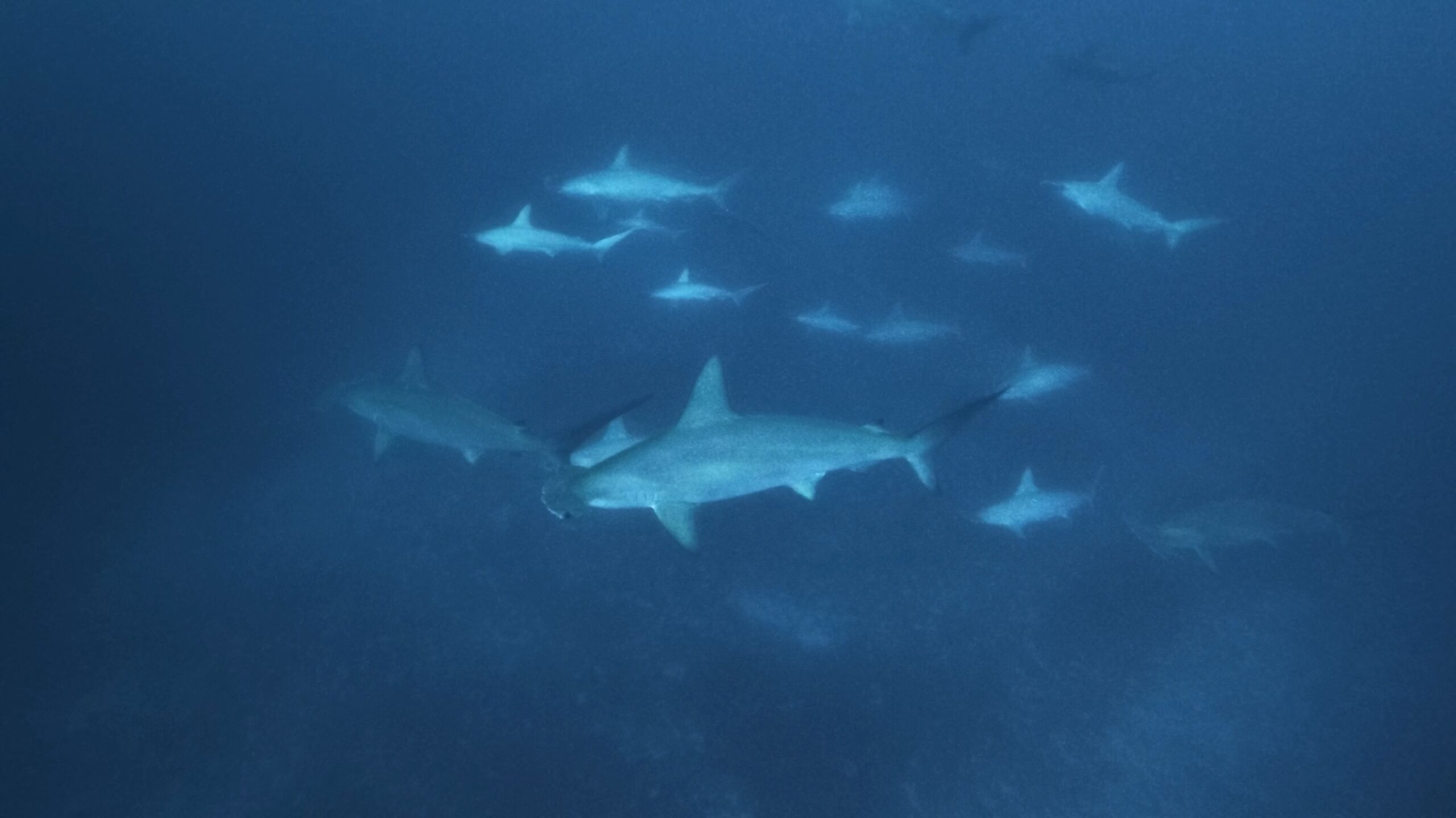 2 February 2026 Fun Diving