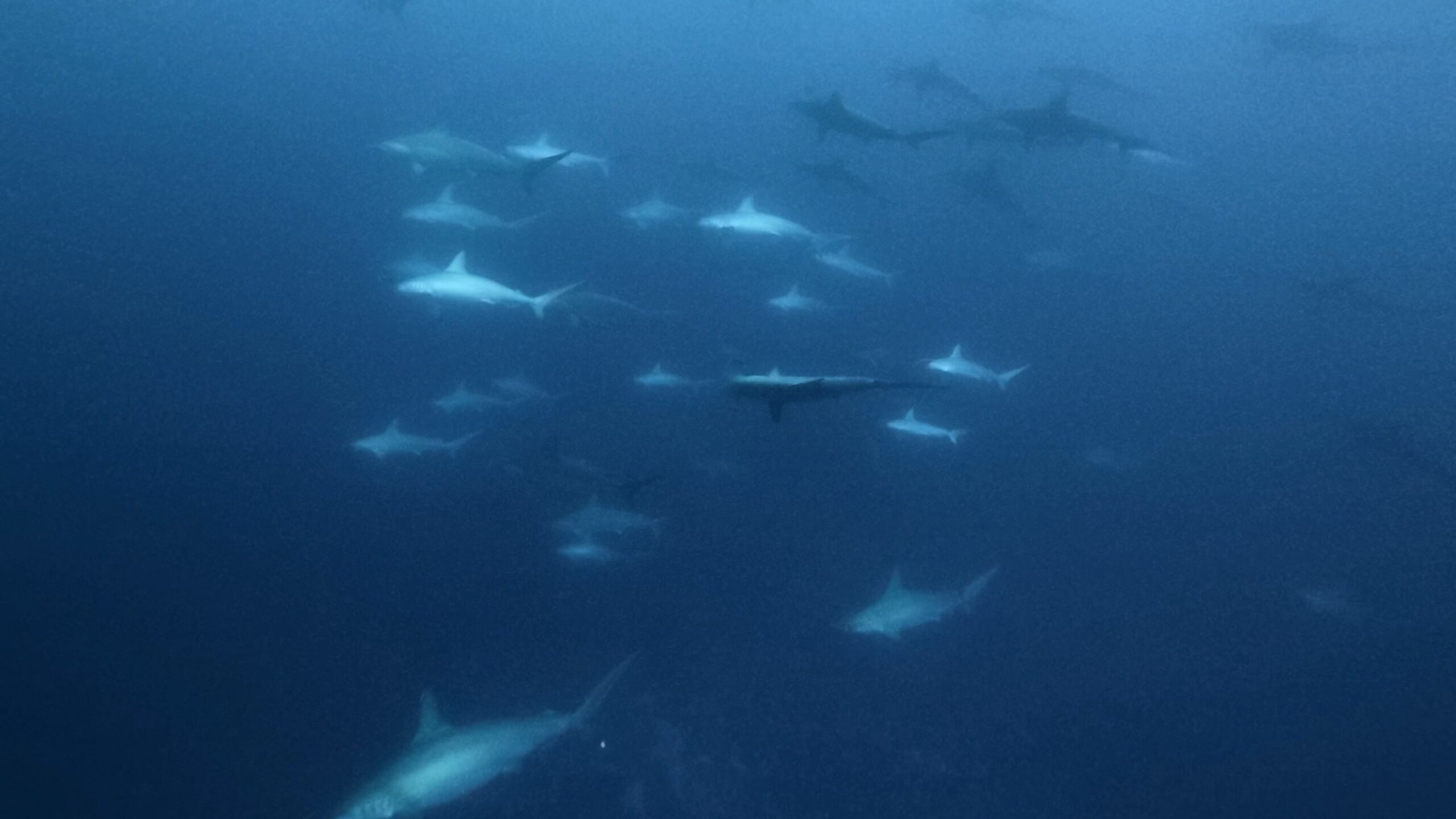 4 February 2026 Fun Diving