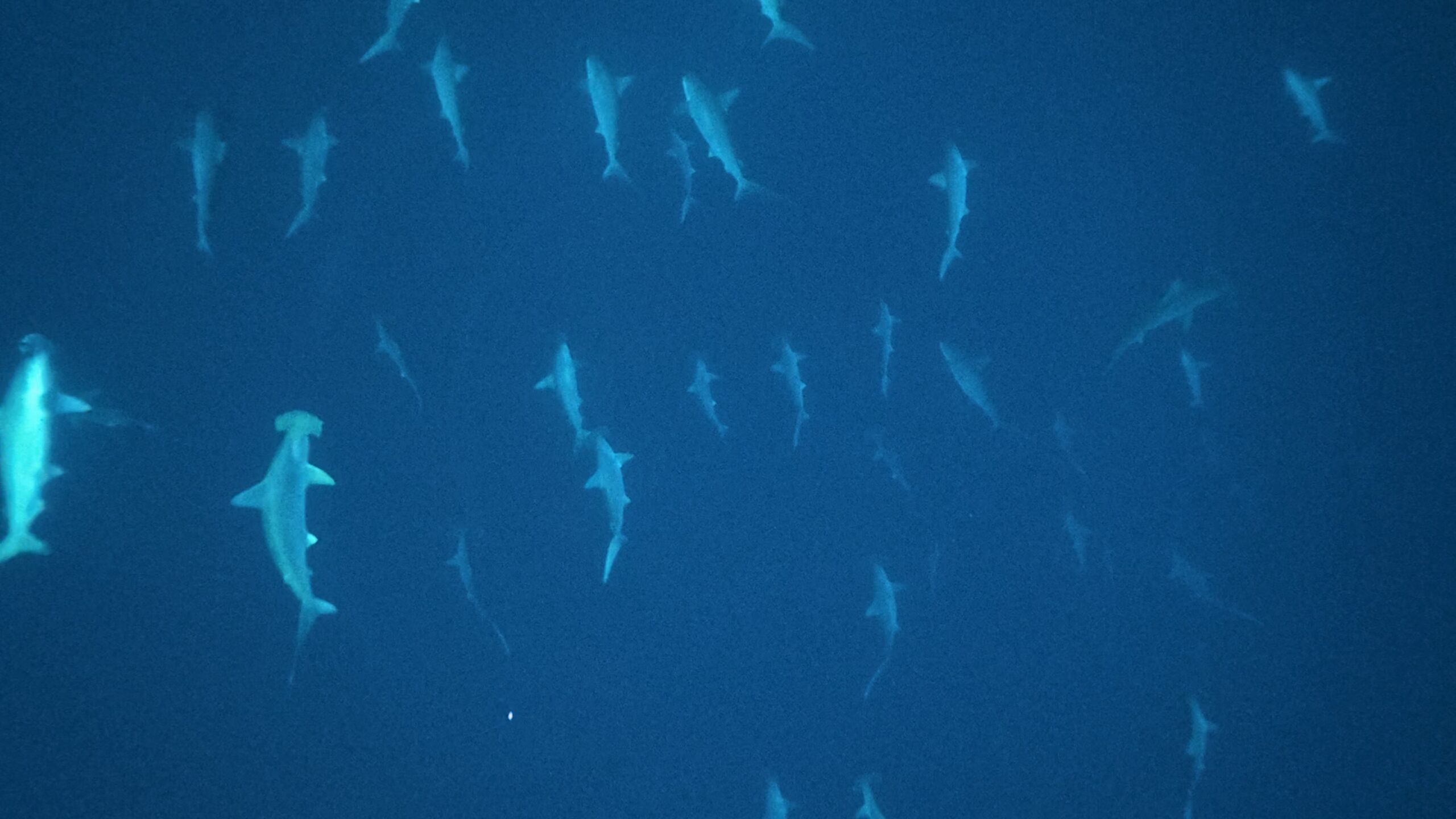 5 February 2026 Fun Diving