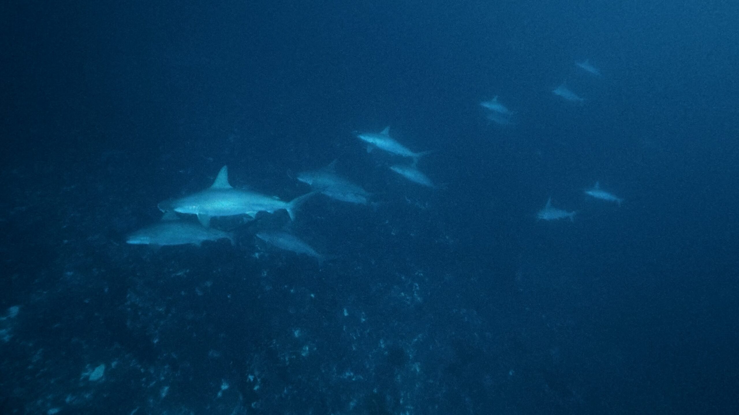 7 February 2026 Fun Diving