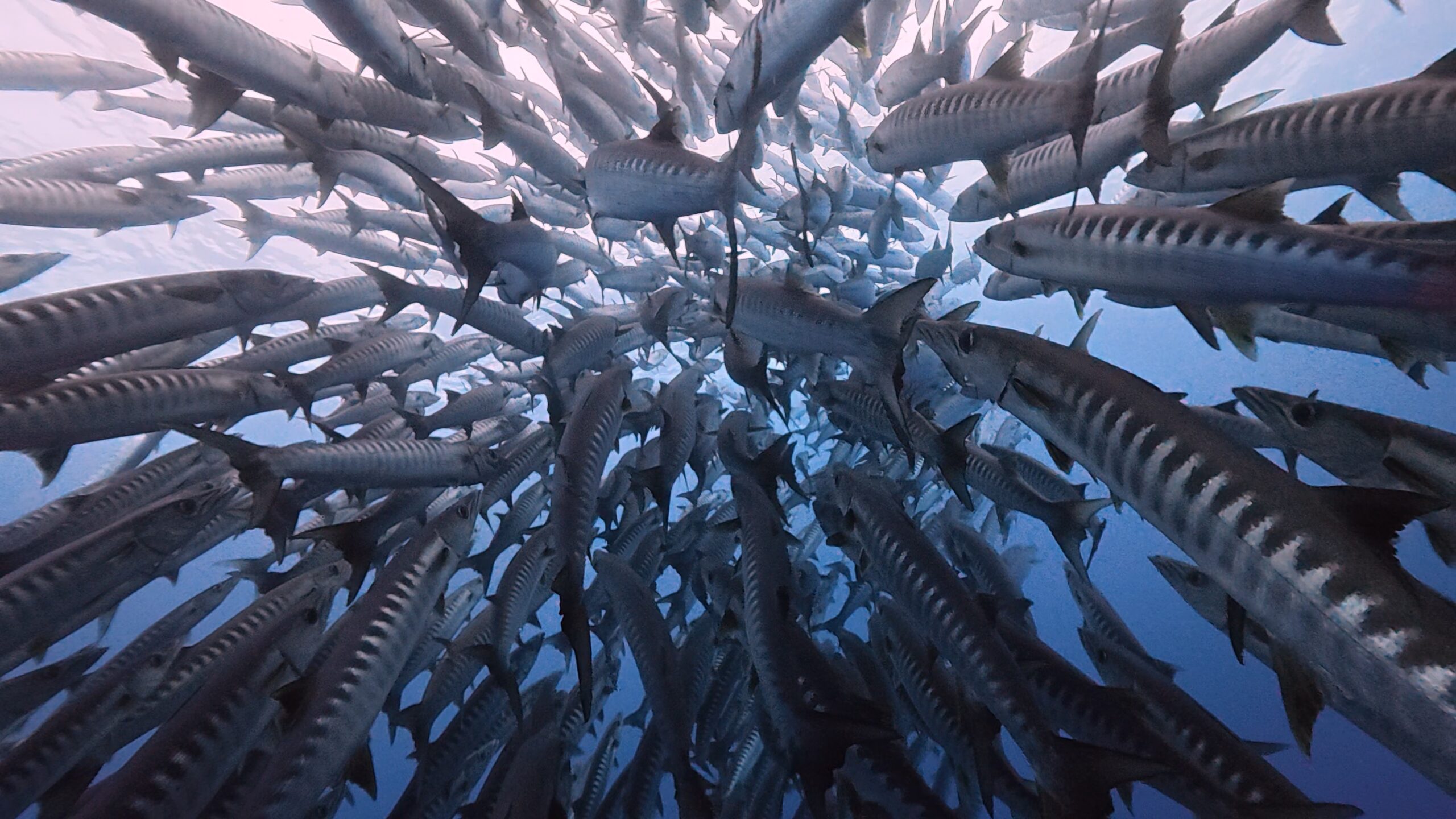 6 February 2026 Fun Diving