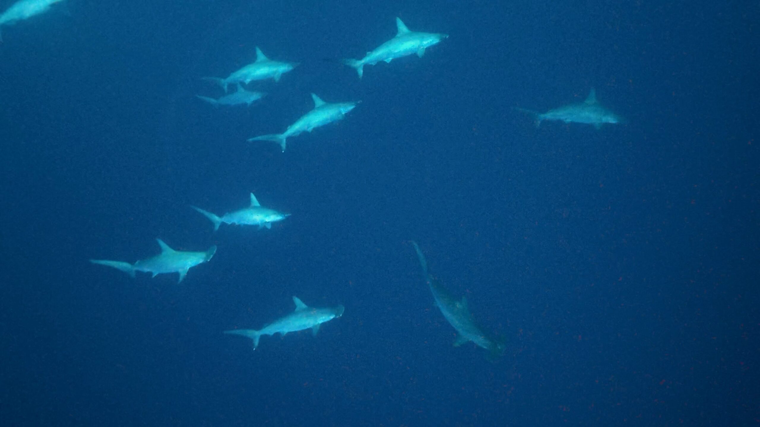 11 February 2026 Fun Diving