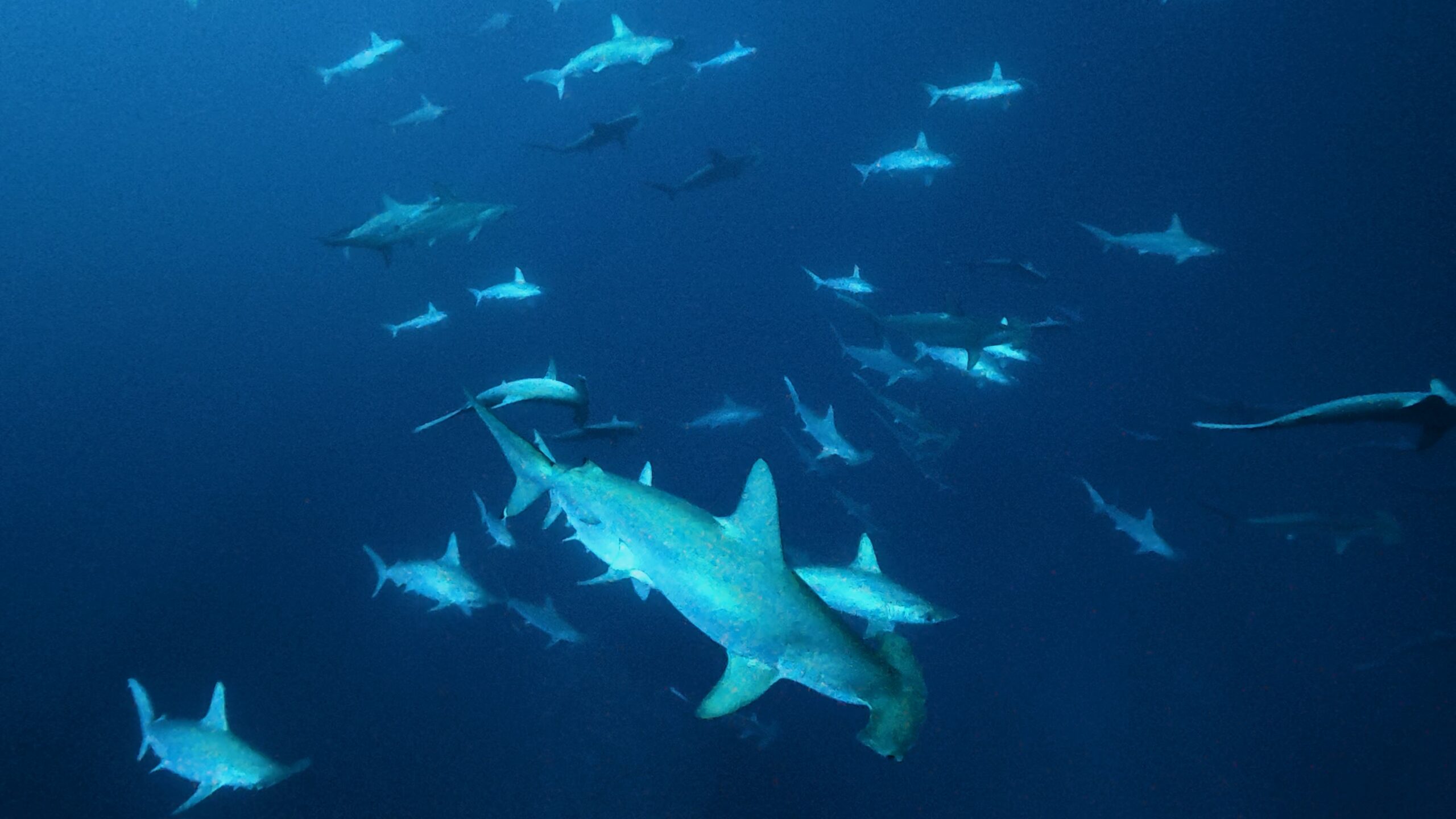 12 February 2026 Fun Diving