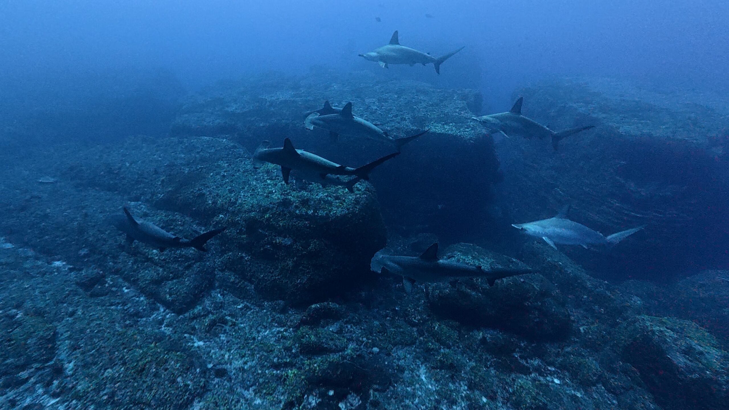 27 February 2026 Fun Diving