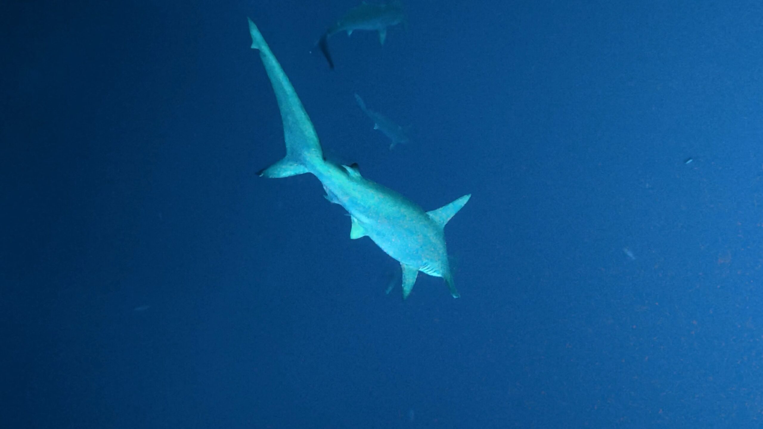 26 February 2026 Fun Diving