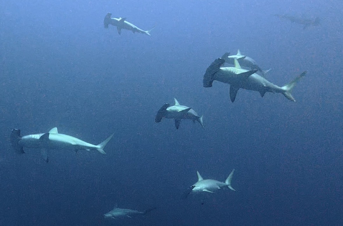 8 March 2026 Fun Diving