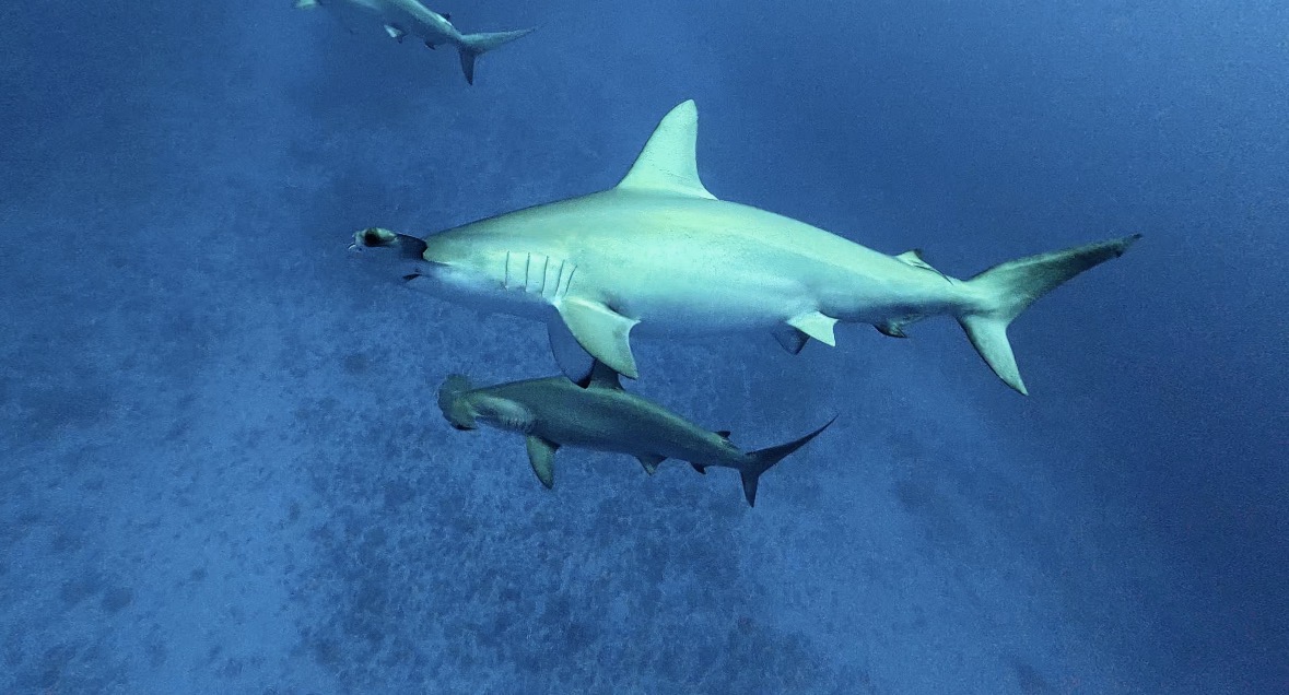 10 March 2026 Fun Diving