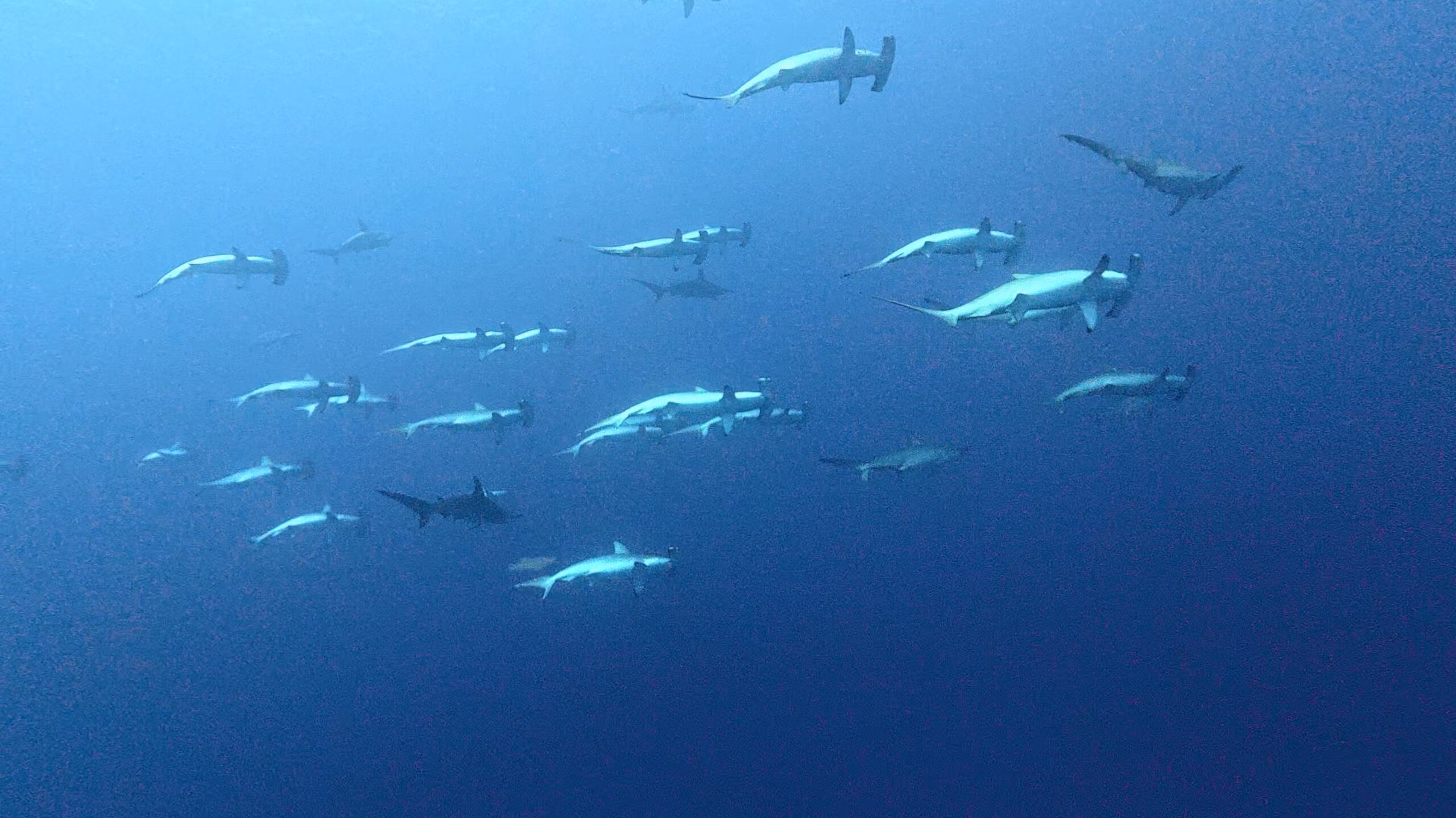 1 March 2026 Fun Diving