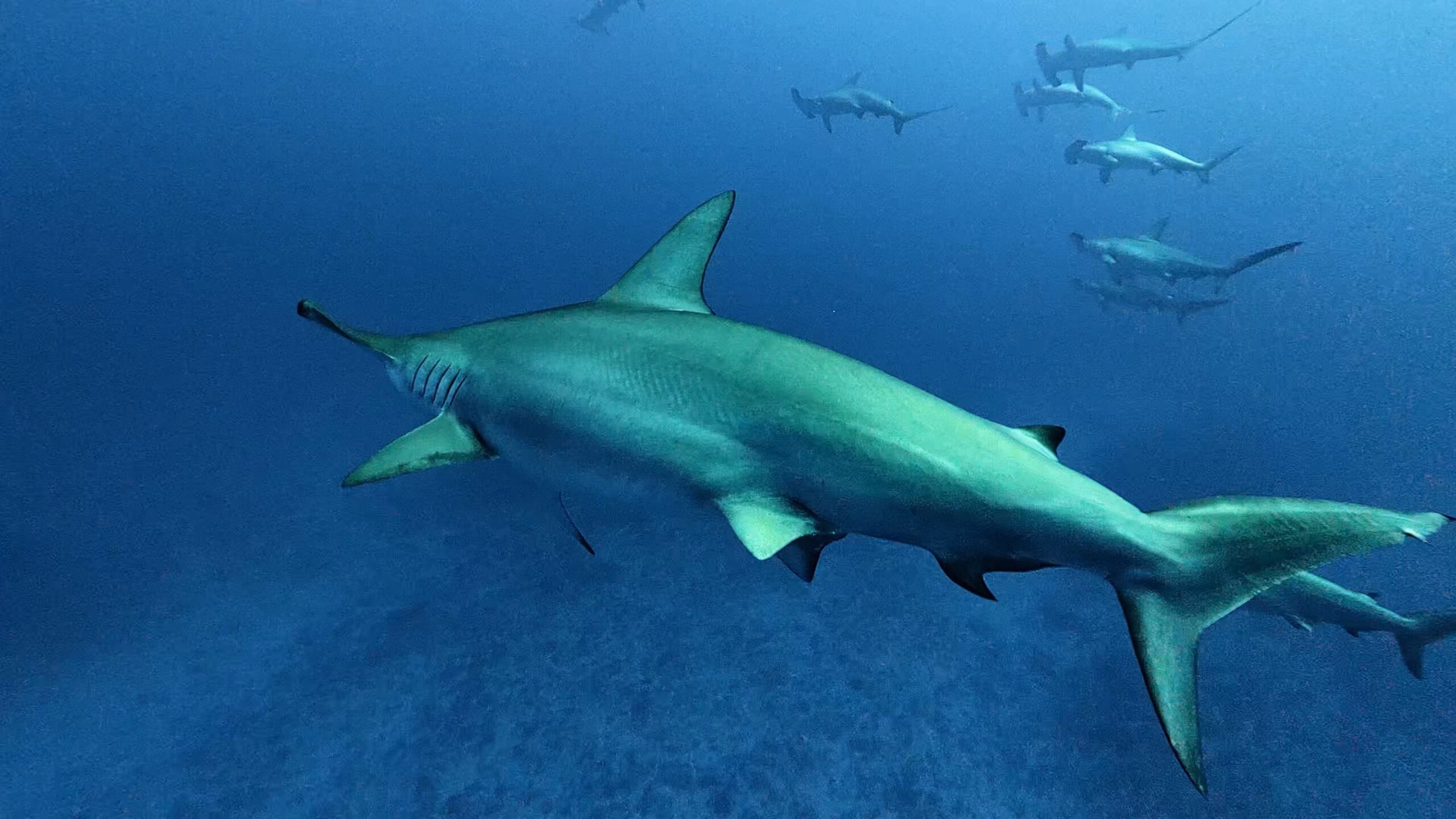 2 March 2026 Fun Diving