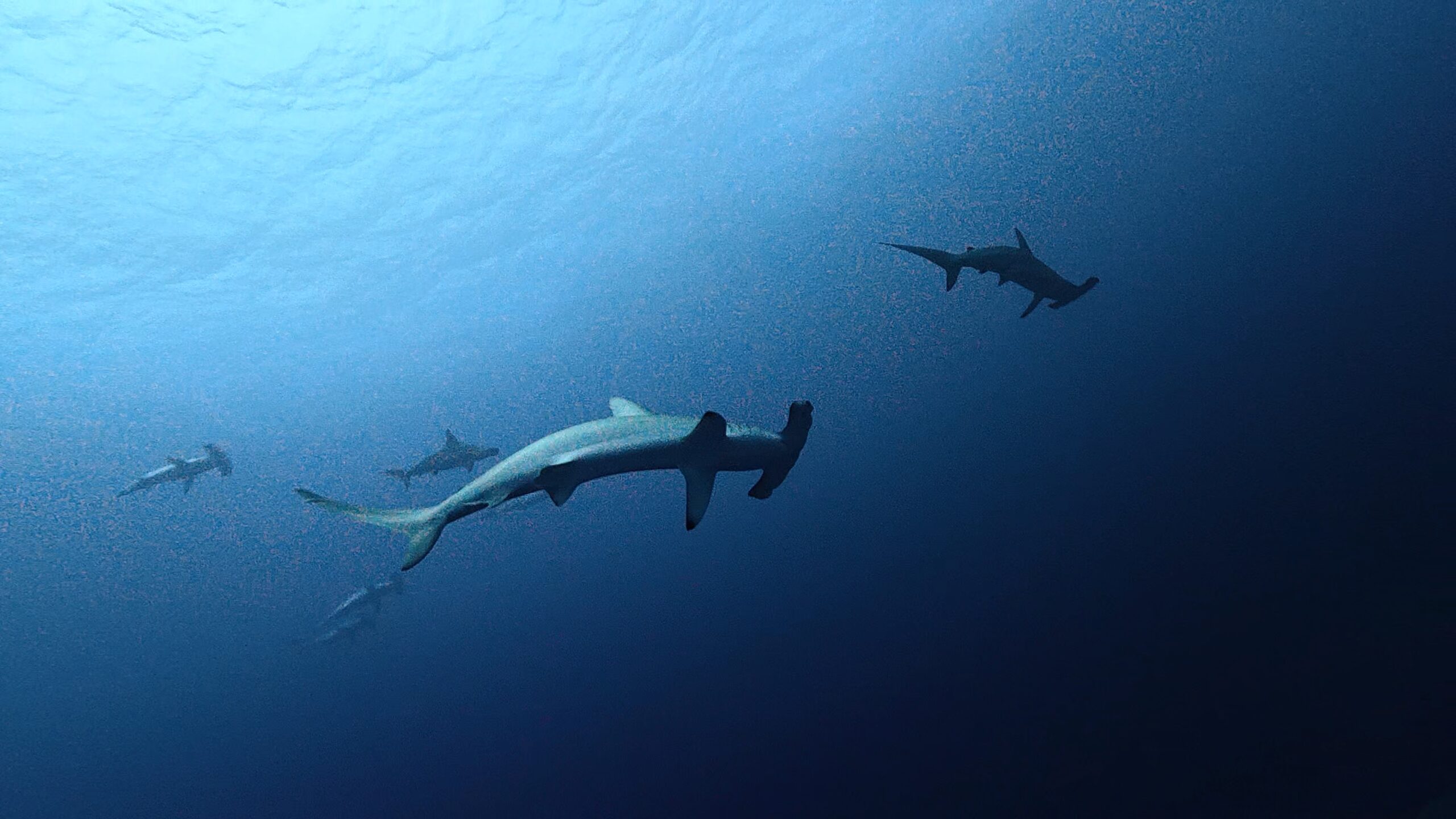 5 March 2026 Fun Diving